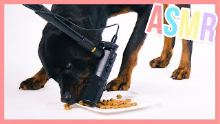 Gru the dog eating dogfood - ASMR | Furry Friends