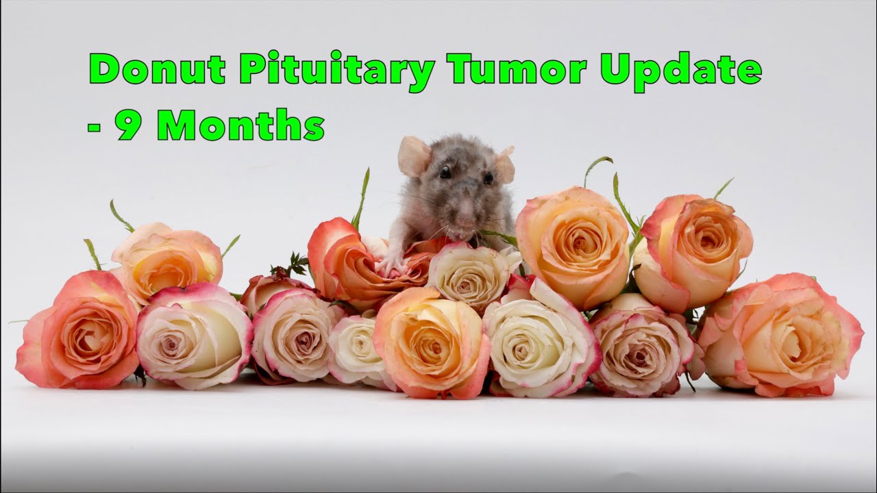 Update on My Rat Donut's Pituitary Tumor - 9 Months into Treatment!