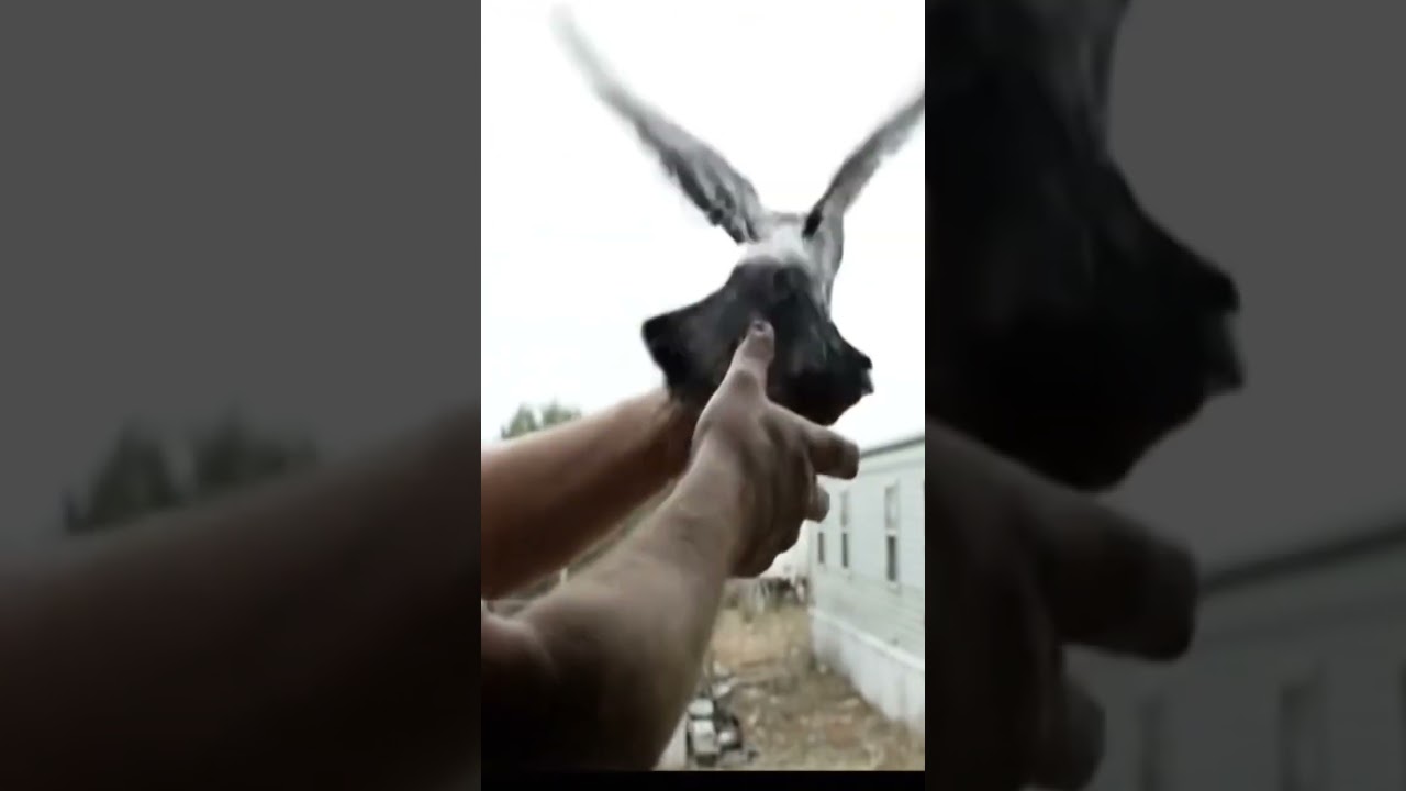 Messenger pigeons have been used since 3000 BCE. 