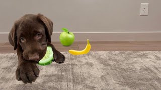 PUPPY TRIES NEW FOODS!!