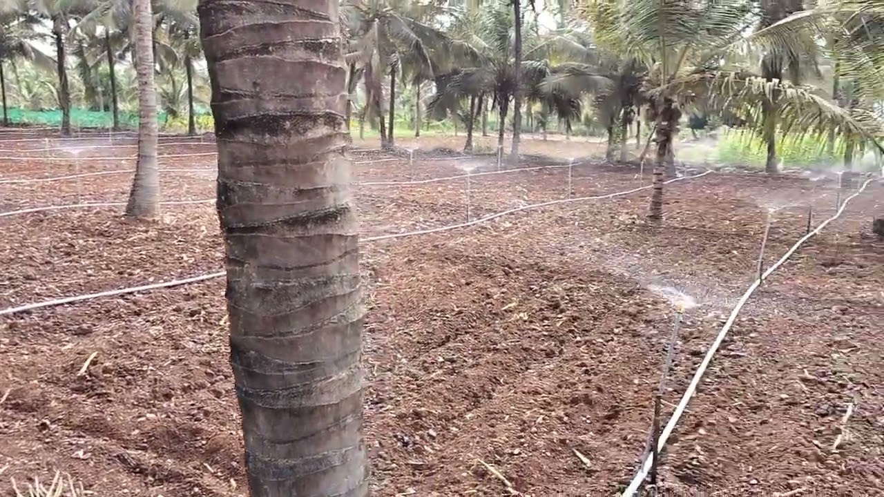 Ginger planting completed water sprinkler 