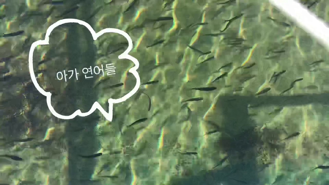 19.가을여행연어 산란장/Chehalis River Hatchery at Vancouver YouTube