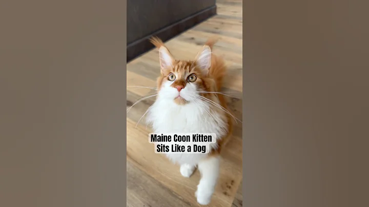 Video 11630891: maine coon kitten, dog maine coon