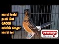 Melatih Murai Batu Trotol Biar Cepet Ngeplong Kluar Isian Dan Punya Mental Juara Mp3 - Mp4 Download