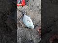 Dapat ikan kuwe/Giant travally/ trakulu, dengan teknik Casting #fishing #mancing #casting #trip