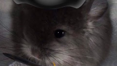 [2.2] Backdrop by Split72 | Geometry Dash Platformer