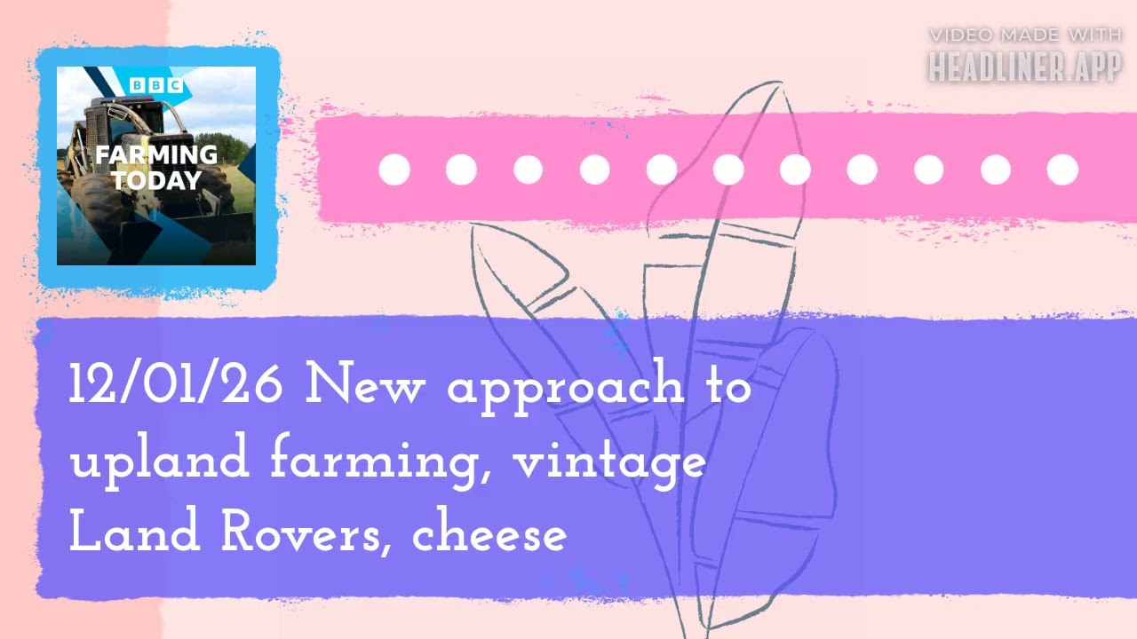 12/01/26 New approach to upland farming, vintage Land Rovers, cheese | Farming Today