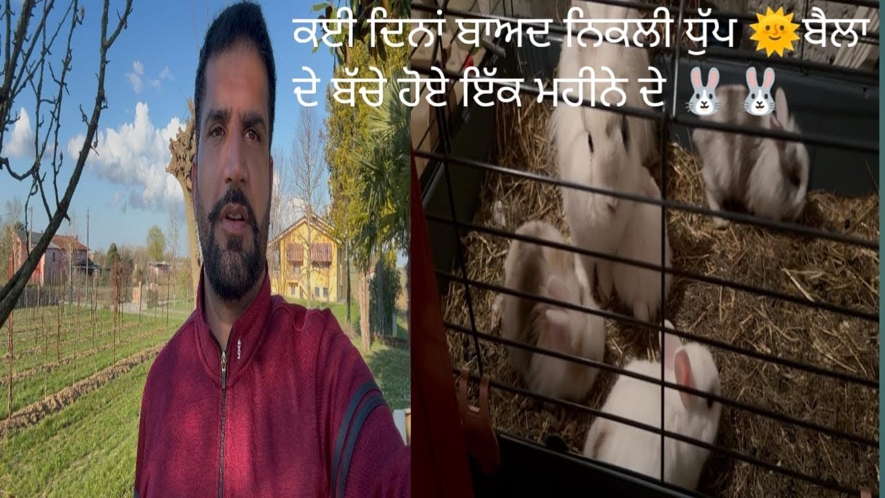 ਕਈ ਦਿਨਾਂ ਬਾਅਦ ਨਿਕਲੀ ਧੁੱਪ 🌞‌ਬੈਲਾ ਦੇ ਬੱਚੇ ਹੋਏ ਇੱਕ ਮਹੀਨੇ ਦੇ 🐰🐰