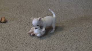 Cherished Chihuahuas. Dove, Jimmy Litter 5 weeks old. Part 2 by FeedMyHeartWithLove Eph5 57 views 1 year ago 4 minutes, 39 seconds