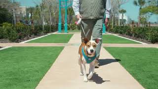 Mike Leonard Mutt Strut