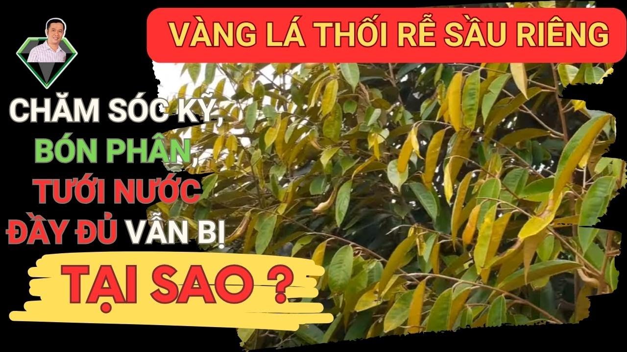 4 Sai Lầm Khiến Sầu Riêng Bị Vàng Lá Thối Rễ Và Cách Khắc Phục | Lương Hồng Sơn