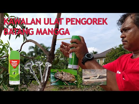 Video: Pengorek Pokok Pic: Cara Mengawal Pengorek Pokok Pic