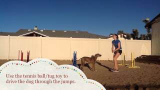 Dog Agility Week One: An Introduction to Jumping
