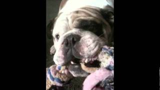 Shubert Moe Cooper: The Movie