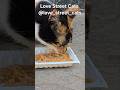 Homeless cats gather around bowls of hope 🐾💕