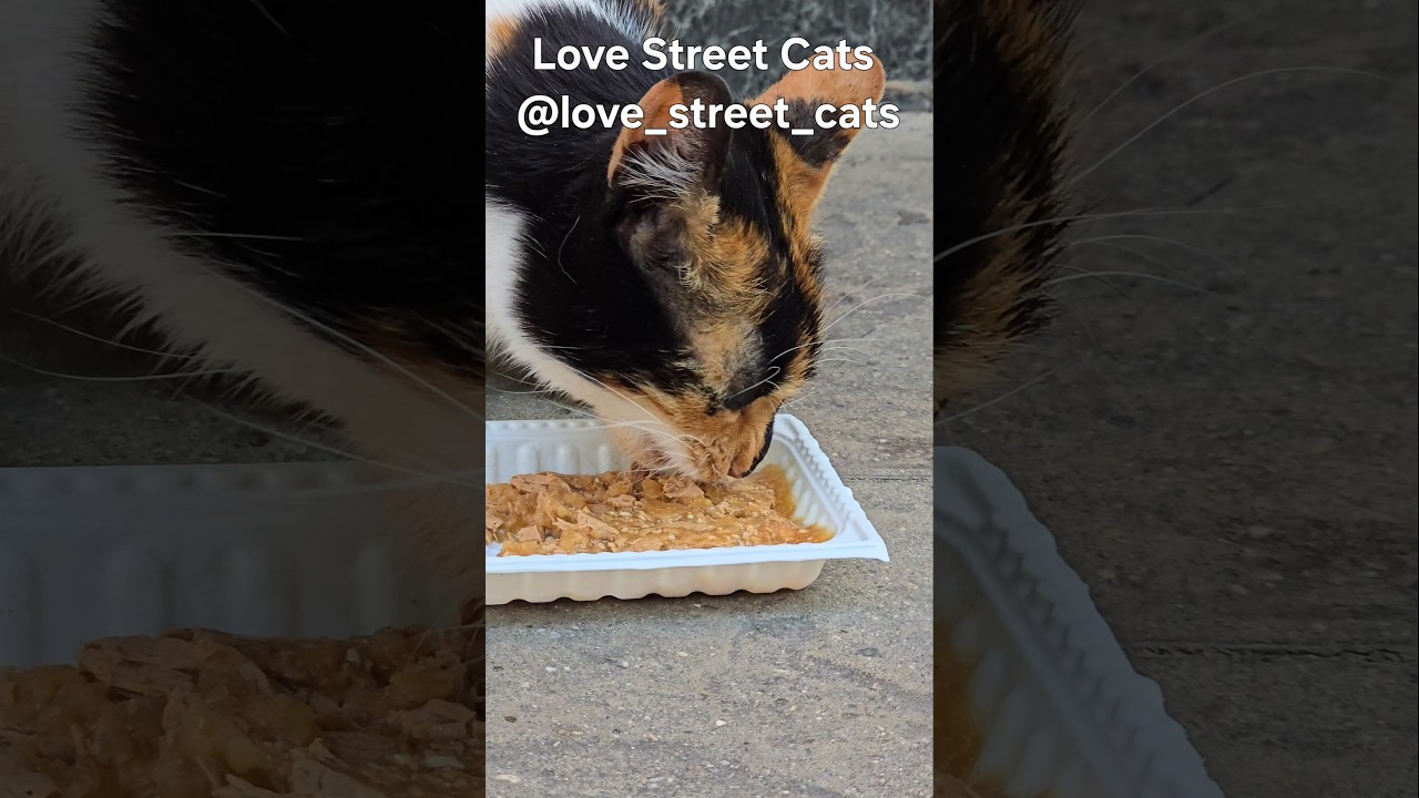 Homeless cats gather around bowls of hope 🐾💕