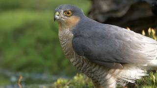 Sparrowhawk Sound