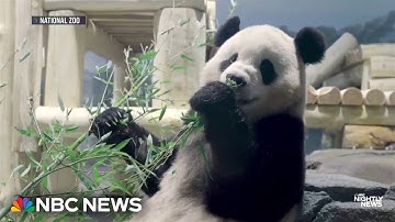 Pair of giant pandas arrive at National Zoo