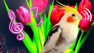 This will make your Cockatiel Sing | How make your cockatiel Happy