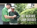 Wet Weather Lawn Diseases