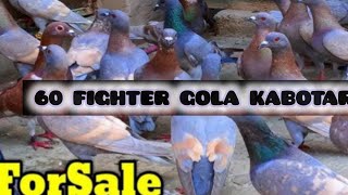 60 fighter pigeon for sal3. 92 314 2955315