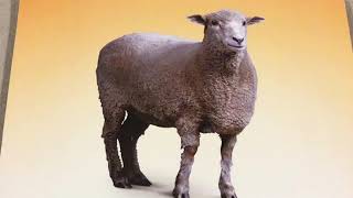Animal Intraverbals (fill-ins)
