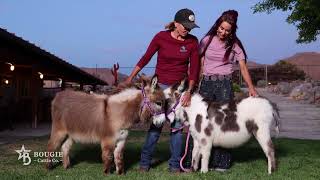 MEET THE MINI DONKEYS
