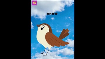 BÉ KHÁM PHÁ CÁC LOÀI CHIM  #rubytv #animals #behocnoi