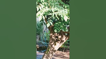 ayyyu shoutin #belimbing #video #shorts