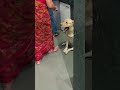 bhookh lagi Hai khana do lafi #pawsn #trending #pets #petshub #funny #petsunited #streetdog