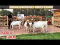 India’s Biggest Collection of heavy Goats AL BEK Goat Farm