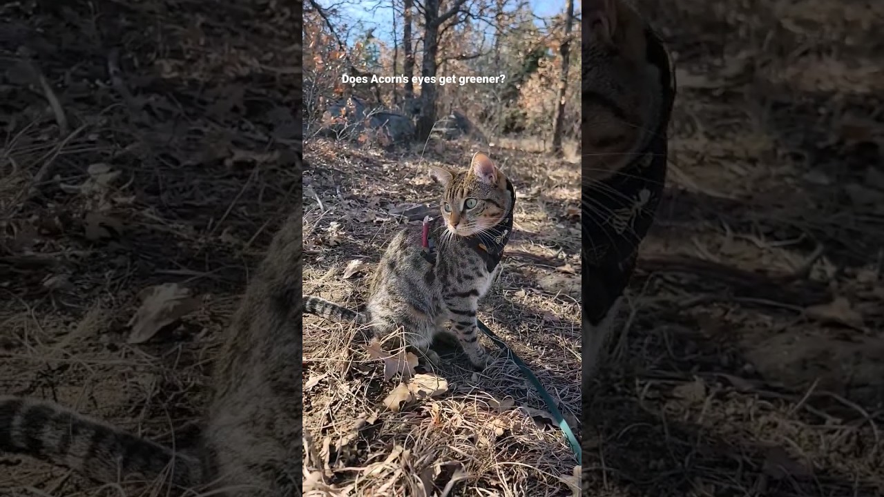 Acorn and her Green eyes😻🐈👀 