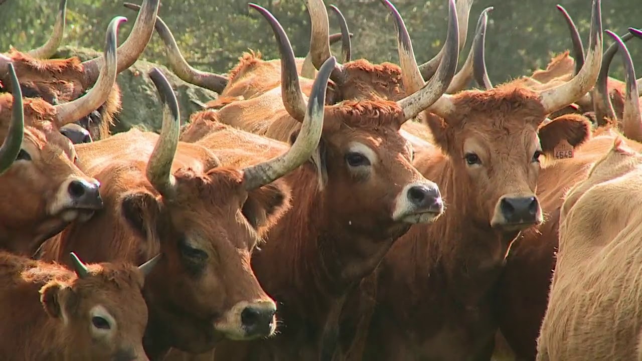 Morenas galegas: Cachena