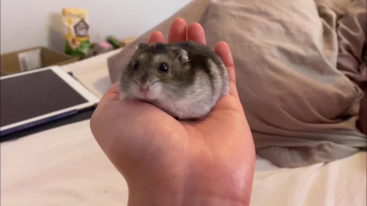 Hamster in my hand YouTube