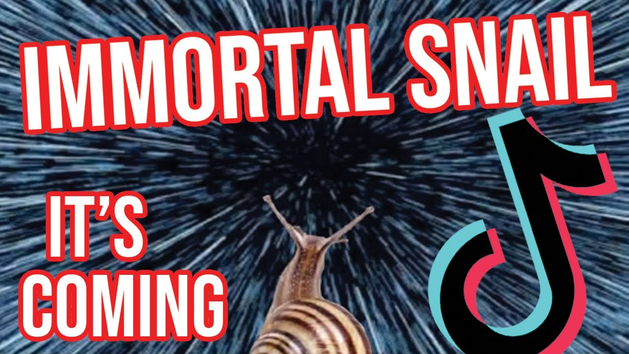 Immortal Snail TikTok Compilation YouTube