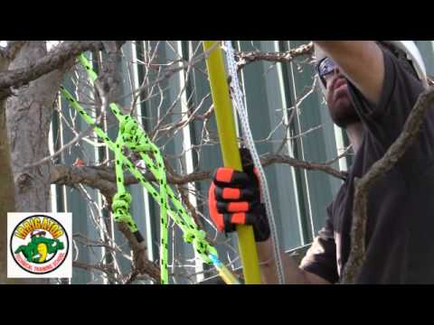 How to Prune a Tree Part 2