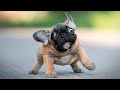 The best and  funniest french bulldogs  moments compilation