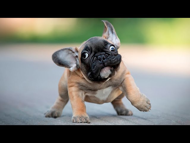 The Best and 🤣 Funniest French Bulldogs 🐶 Moments (Compilation) class=