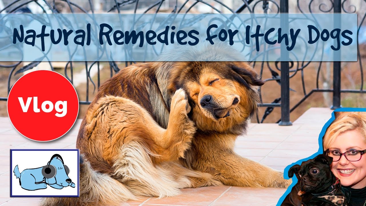 natural antibiotics for dogs skin infections