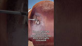 Liquid nitrogen imprint#Science Popularization#Curious Stories and Fun Facts