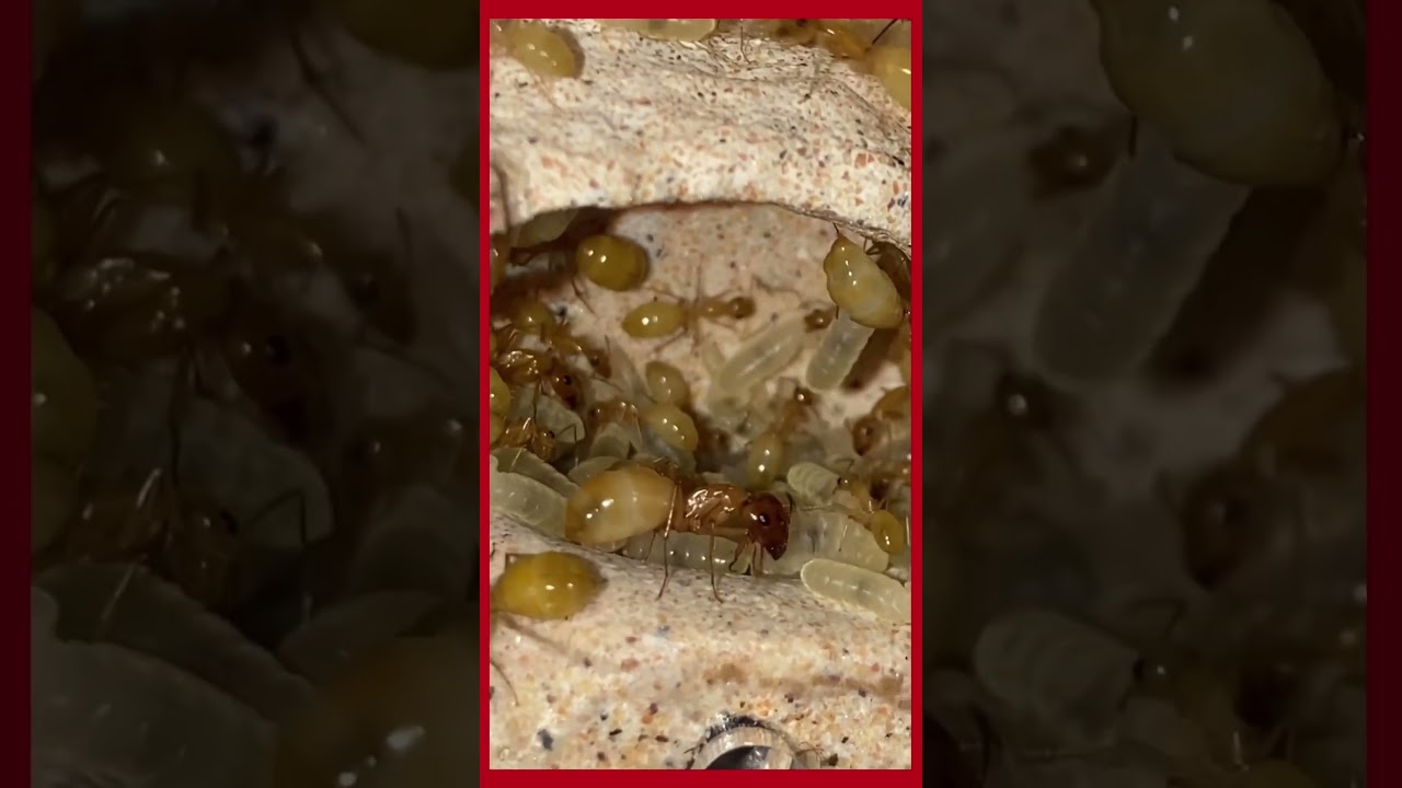 Hormigas doradas que no hilan 😱😱 