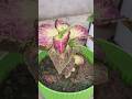 different types colour of coleus plant #gardening #youtubeshorts #shortvideo #plants #nature
