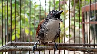 Burung Sniper Gacor Masteran Paling Di Cari Burung Kicau