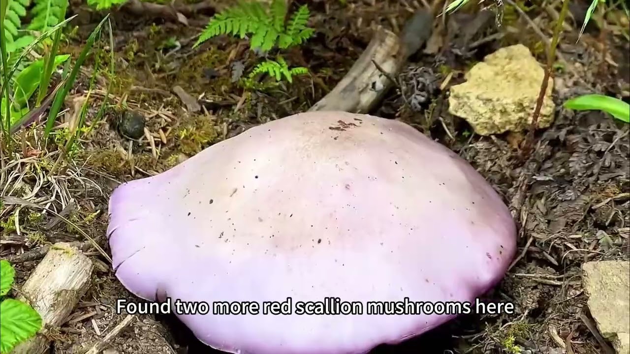 В Скрытом Лесу открылся день, полный диких грибов.