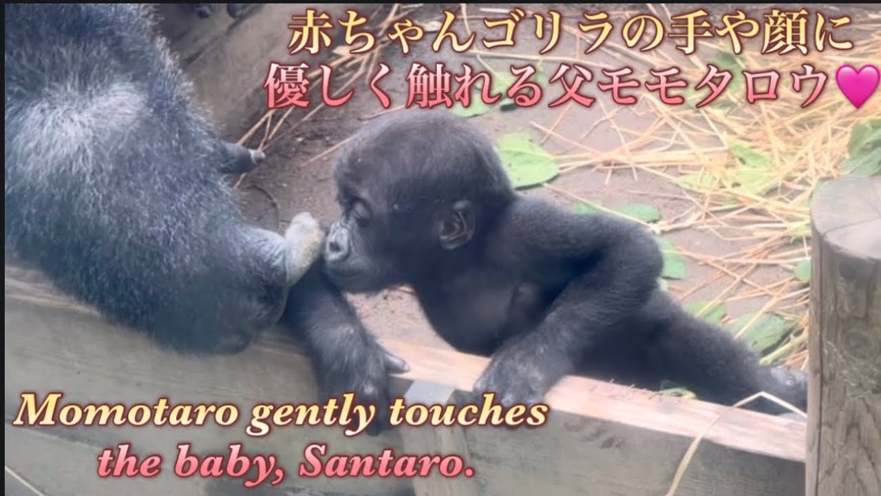 赤ちゃんゴリラが父モモタロウに触れると、モモタロウも赤ちゃんの手や顔を優しく触り返した♪⭐️Gorilla【京都市動物園】Momotaro gently touches baby gorilla