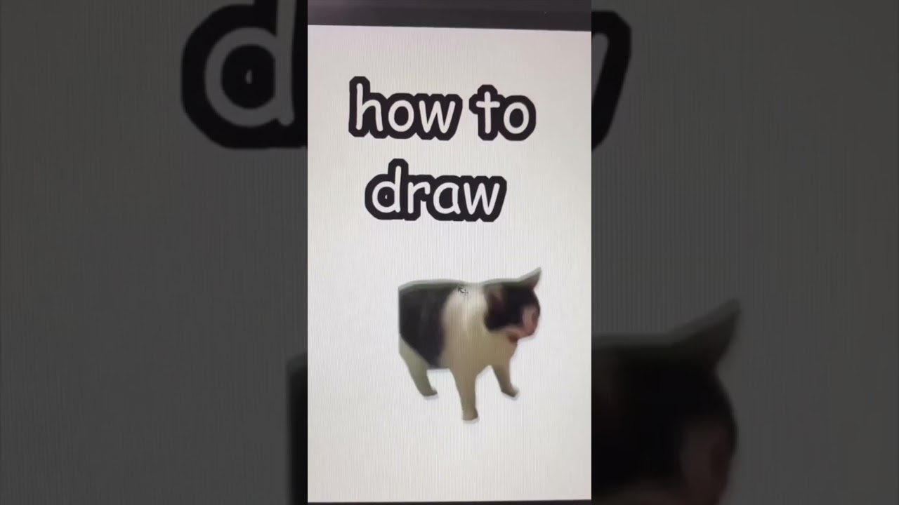 Funny animal videos I found on Instagram 107