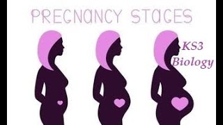 STAGES OF PREGNANCY - Fertilisation to Birth (BBC BITESIZE KS3 BIOLOGY)