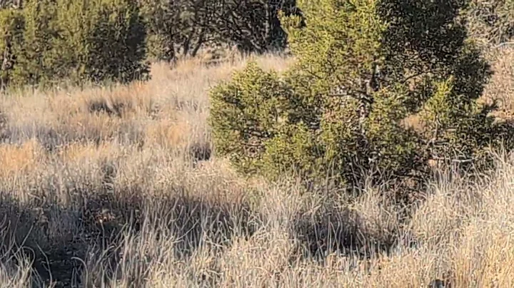 Javelina Hunt Feb 2025