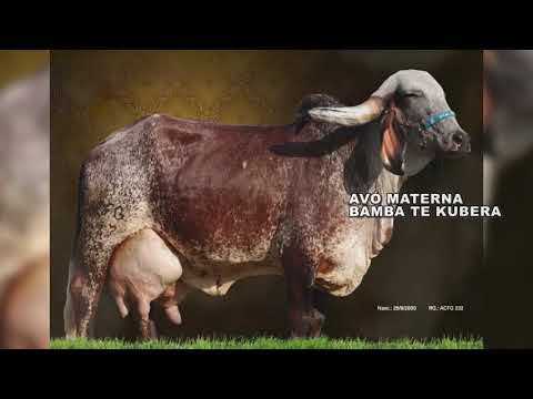 LOTE 04   POKANA FIV KUBERA ACFG 2428