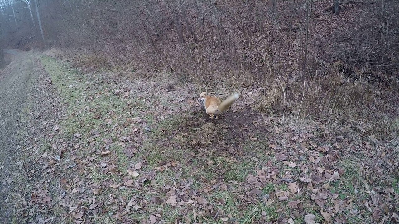 red fox trapping YouTube